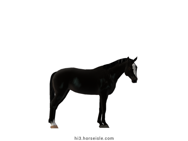 Danish Sport Pony Ebony Black Coat